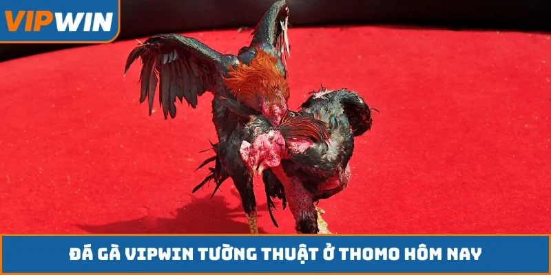 Đá gà VIPWIN tường thuật ở Thomo hôm nay