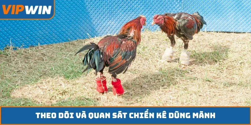 Theo dõi và quan sát chiến kê dũng mãnh